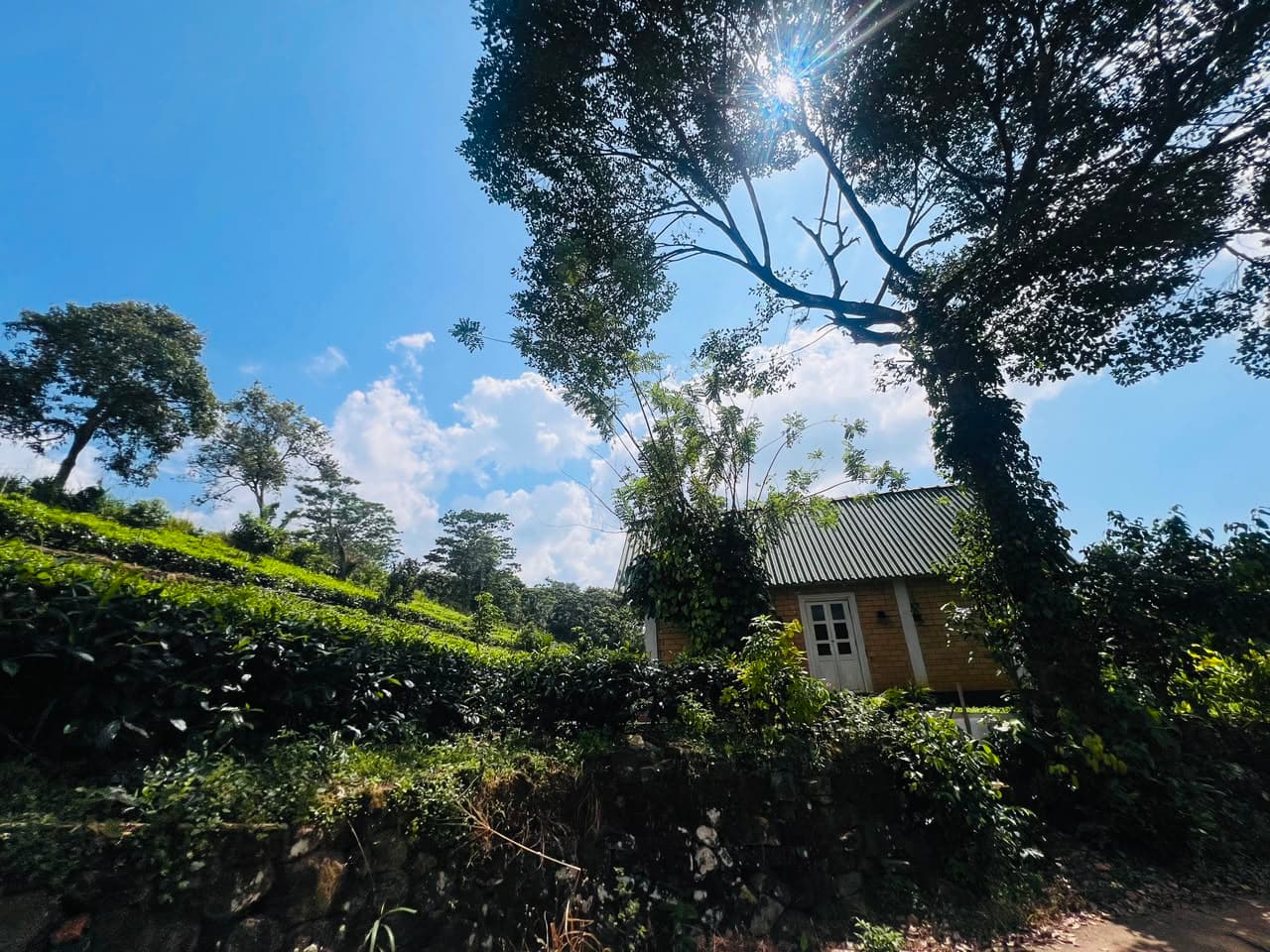 Lush Hillside Canopy