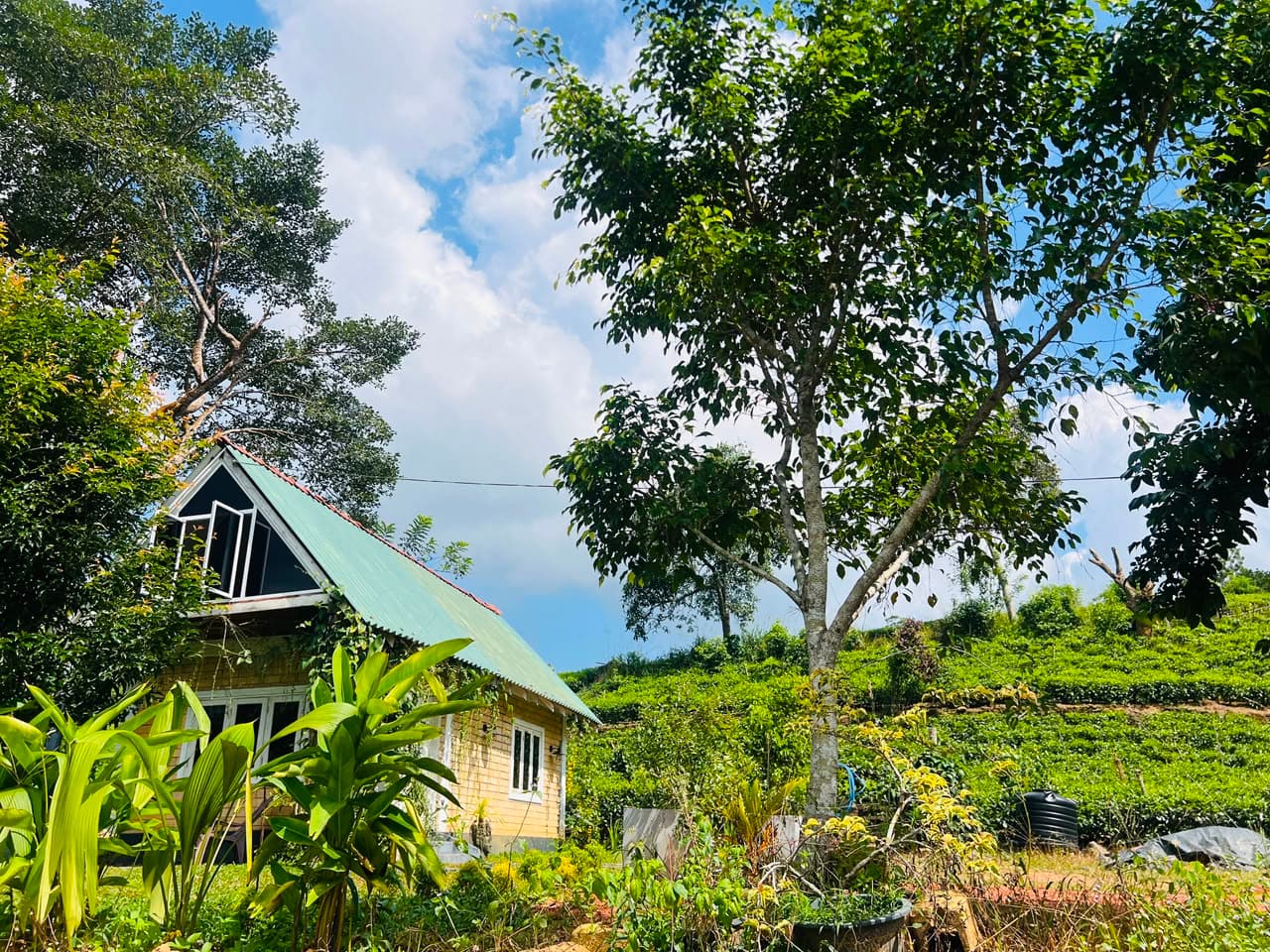 Cabana & Tea Estate Panorama